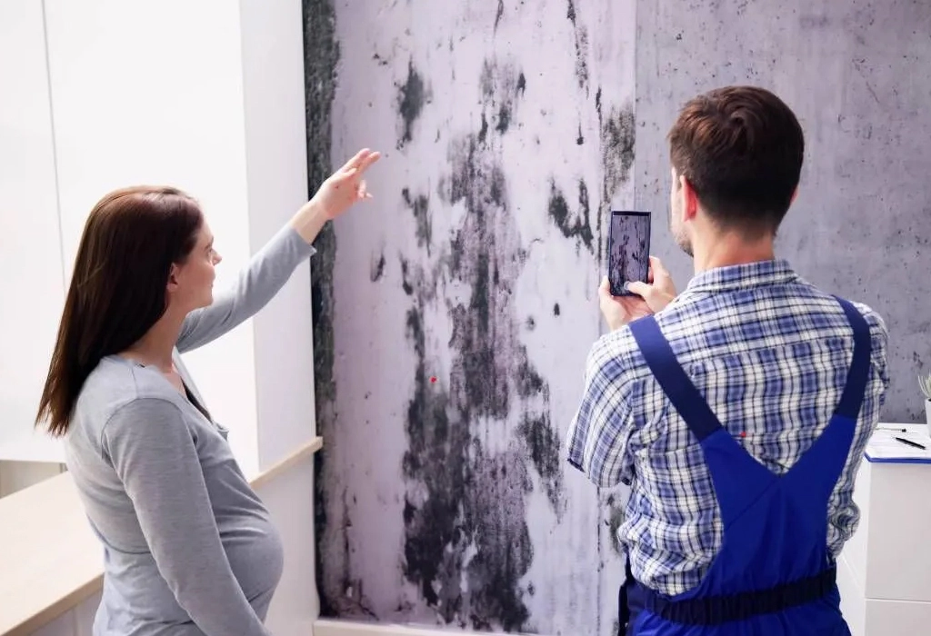 Mold Remediation and Removal Services